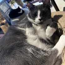 Thumbnail photo of Asher #1