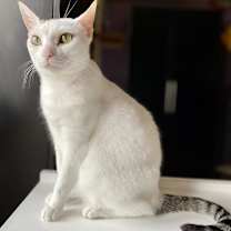 Thumbnail photo of Bella #3