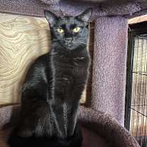 Thumbnail photo of Yaddie #1