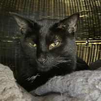 Thumbnail photo of Poncho #2