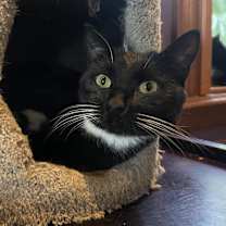 Thumbnail photo of Cheech #1