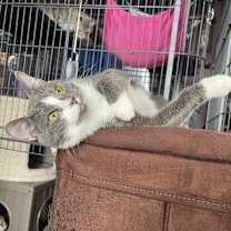 Thumbnail photo of Asher #2