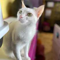 Thumbnail photo of Bella #4