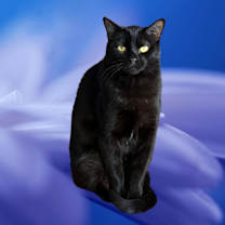 Thumbnail photo of Ube #1