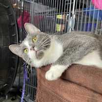 Thumbnail photo of Asher #3