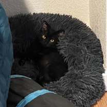 Thumbnail photo of Ube #2