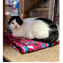 Thumbnail photo of Milo #1