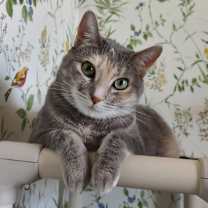 Thumbnail photo of Daisy #1