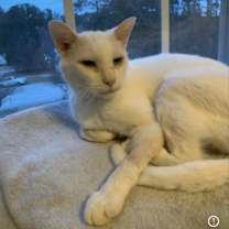 Thumbnail photo of Flurry #2