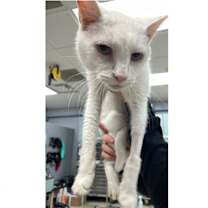 Thumbnail photo of Flurry #3