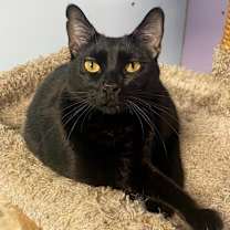 Thumbnail photo of Thymie #4