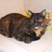 Thumbnail photo of Lucy - Available in Foster #1
