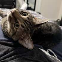 Thumbnail photo of Simba Lloyd #4