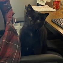 Thumbnail photo of Loki #2