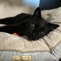 Thumbnail photo of Loki #3