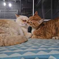 Thumbnail photo of Rocket #4