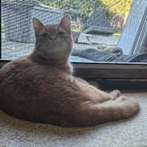 Thumbnail photo of Norbert #2