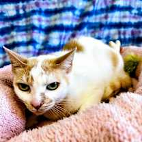Thumbnail photo of Pete #2