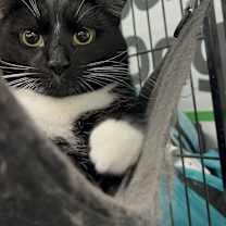 Thumbnail photo of Frangelico #4