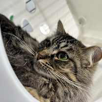 Thumbnail photo of Kahlua #4
