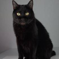 Thumbnail photo of Scamper #1
