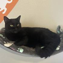 Thumbnail photo of Scamper #2