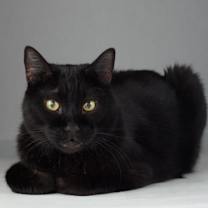 Thumbnail photo of Scamper #3