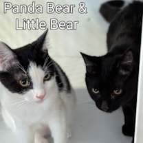 Thumbnail photo of Panda and Little Bear bonded pair #1