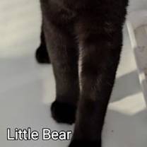 Thumbnail photo of Panda and Little Bear bonded pair #2
