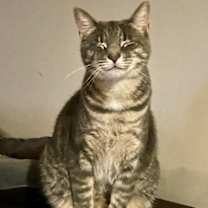 Thumbnail photo of Merry #1