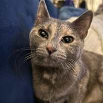 Thumbnail photo of Petunia #1