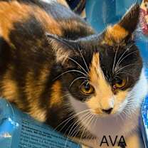 Thumbnail photo of Ava #2