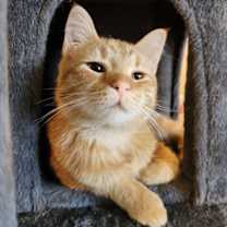 Thumbnail photo of Norbert #1