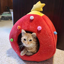 Thumbnail photo of Norbert #3