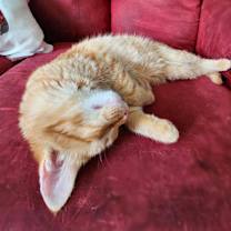 Thumbnail photo of Norbert #4