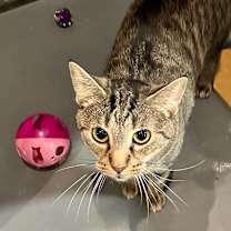 Thumbnail photo of Cinnamon #1