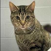 Thumbnail photo of Cinnamon #2