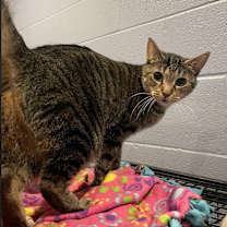 Thumbnail photo of Cinnamon #3