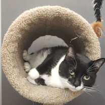 Thumbnail photo of Catsy Cline #3