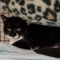 Thumbnail photo of Catsy Cline #4