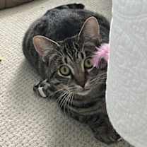 Thumbnail photo of Smitty #3