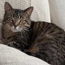 Thumbnail photo of Uno is a Lap Cat #2