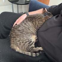 Thumbnail photo of Uno is a Lap Cat #3
