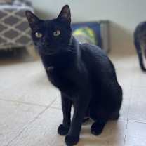 Thumbnail photo of Poe #1