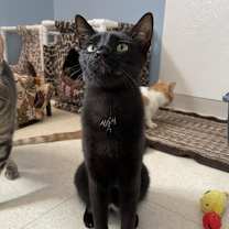 Thumbnail photo of Poe #2