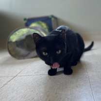 Thumbnail photo of Poe #3