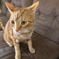 Thumbnail photo of Nala #1