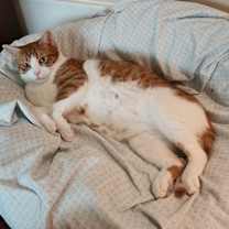 Thumbnail photo of Hemingway #1