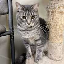 Thumbnail photo of Spatula #4