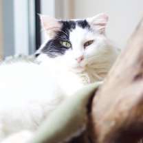 Thumbnail photo of Pirate #3